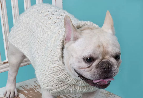 Cabled Dog Sweater Pattern