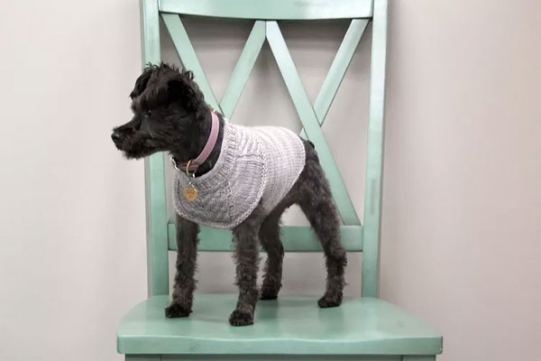 Harness-Friendly Dog Sweater Knitting Pattern