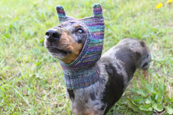 Mini Dachshund Hat Knitting Pattern